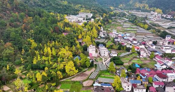 航拍广西桂林兴安漠川乡银杏风光