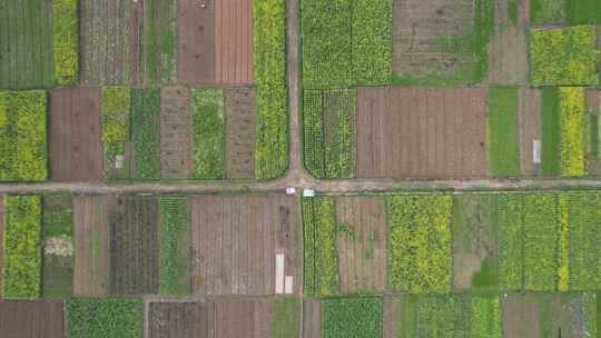 美丽乡村农业种植油菜花农田航拍