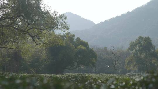 西湖茶园全景