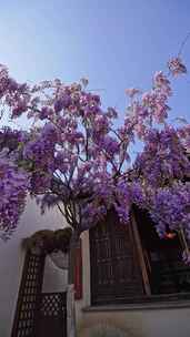 紫藤萝开花竖拍