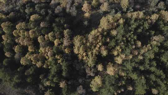 航拍内蒙古呼和浩特和林格尔南天门林场秋景