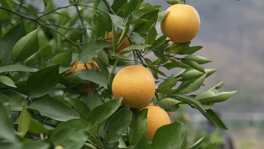夏橙橘子橙子果园