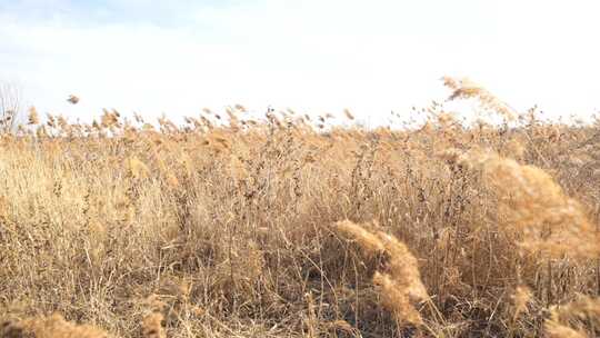 芦苇 空地 草 芦叶 