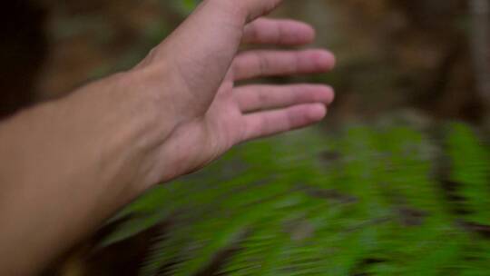 手抓蕨类植物视频素材模板下载