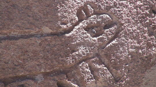 岩石上雕刻的鬣蜥图案