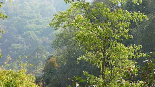 树林森林大树树木高山原始森林