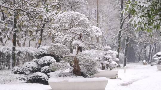园林下雪雪景人从镜头经过