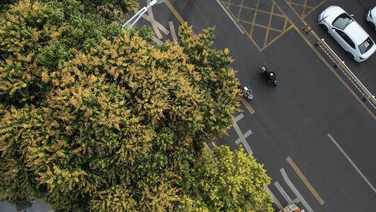 广东马路边开花的芒果树航拍
