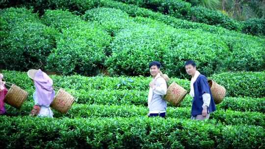 自然人文乡村采茶茶文化