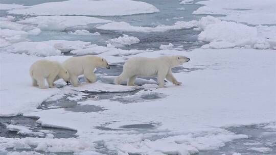 北极熊妈妈和两只幼崽在海冰上行走