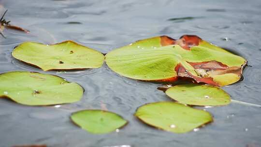 水珠洒落在池塘里的荷叶上