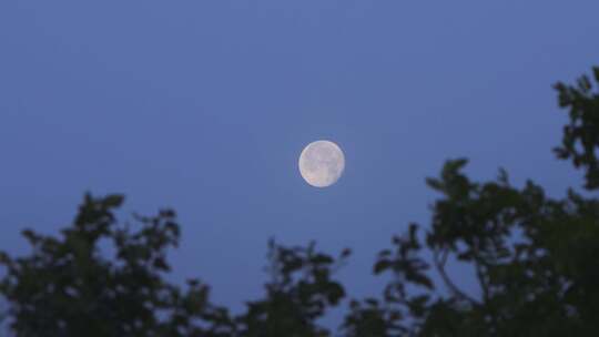 树影下的皎洁月光