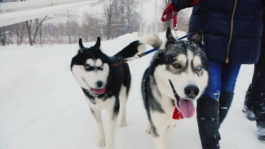 冬天和哈士奇狗一起散步