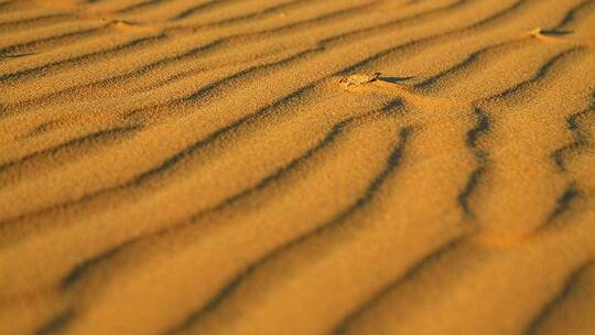 撒哈拉沙漠的金色沙子视频素材模板下载