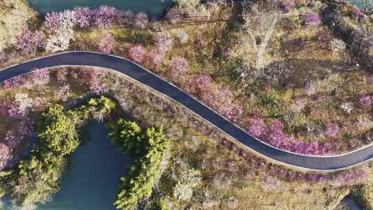 杭州西溪湿地春天公园小路 航拍梅花美景