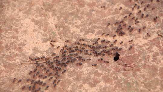 蚂蚁 蚂蚁搬家