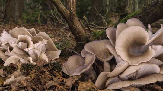 野生蘑菇生长延时摄影视频素材模板下载