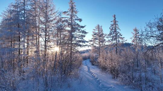 冬季森林小路阳光雪林