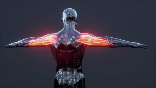 人体肱二头肌模型动画