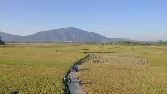 稻田 田园风光 航拍直推 金秋 稻海