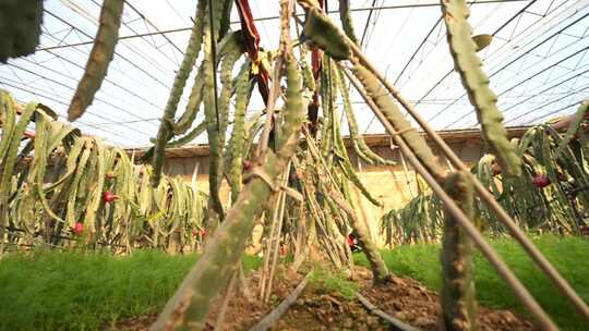 火龙果树 火龙果种植基地