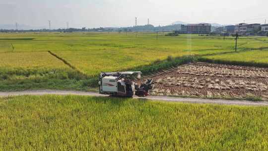 秋收季节收割机在稻田收割水稻