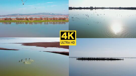 4K 洞庭湖候鸟视频素材模板下载