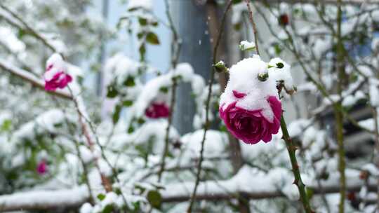 冬天下雪天大雪纷飞雪花覆盖花朵的雪景风景