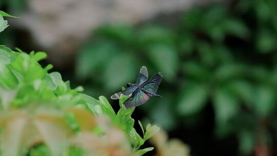 稀有黑丽翅蜻起飞十倍慢动作