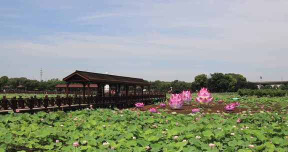 苏州相城荷塘月色湿地公园荷花荷叶荷塘