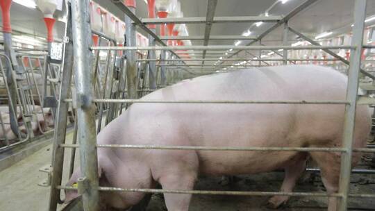 规模化养猪场猪自动喂食喂水饲料视频素材模板下载