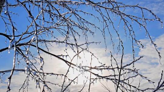 冬季树枝结冰成冰晶体棱视频素材模板下载