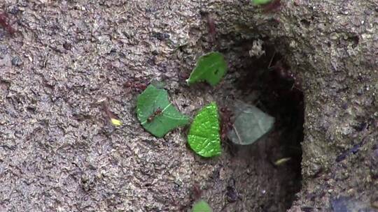 切叶蚁穿过树枝视频素材模板下载