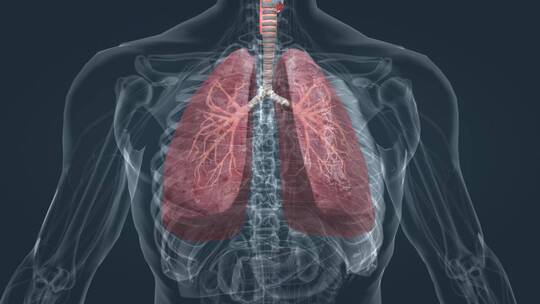 肺 鼻 咽 喉 气管 口腔 支气管 肺部