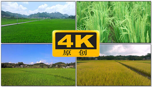 农业种植稻田中水稻生长过程特写