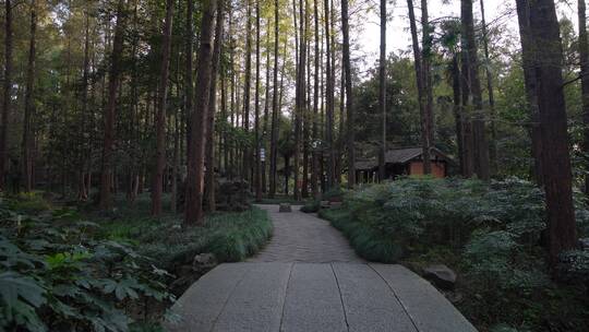 杭州西湖景区曲院风荷风景