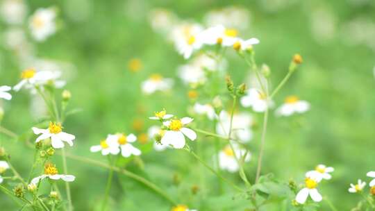 微风中的花丛草丛实拍
