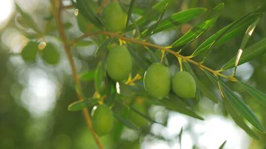 橄榄，橄榄，树，橄榄树