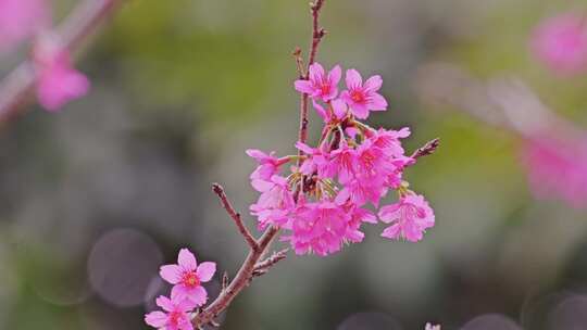 春天粉红色樱花花开