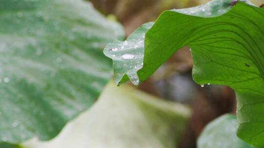 雨中荷叶