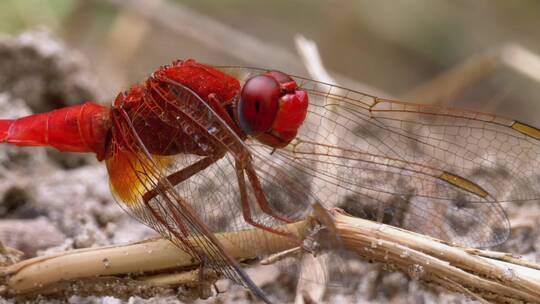 红色蜻蜓的宏观特写
