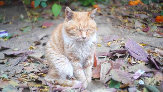 秋天猫咪视频素材模板下载