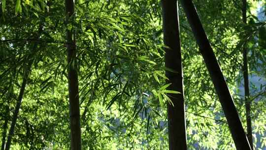 夏天竹林竹子竹园竹韵竹叶