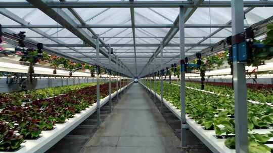 温室大棚蔬菜种植场景
