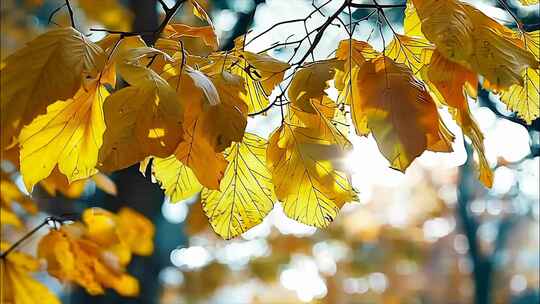 金秋秋分秋色立秋秋天深秋秋景大自然风景风