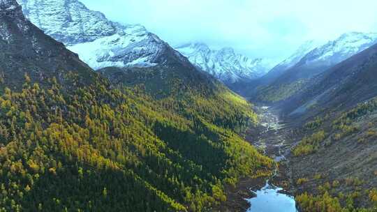 雪山下多彩树林的壮丽景观