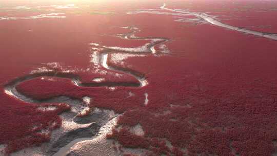 辽宁盘锦红海滩湿地