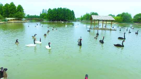 天鹅湖 白天鹅 黑天鹅 湿地