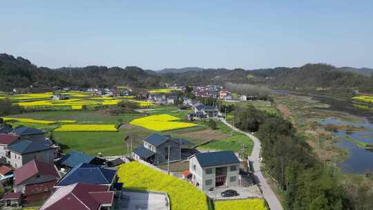 航拍乡村田野油菜花田