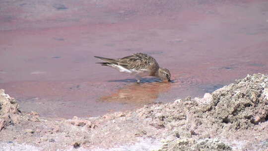 小鸟在海边戳水来喝